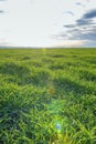 YoungÃÂ Wheat,ÃÂ GreenÃÂ WheatÃÂ SeedlingsÃÂ growing in a field Royalty Free Stock Photo
